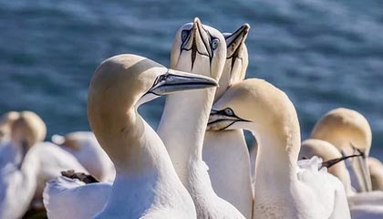 华体会首页-只领先了7分钟...索尔洛特犯规送点，阿拉维斯1-1扳平马竞