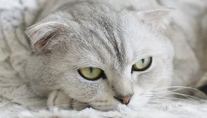 这脚潇洒!罗竞禁区外扣过防守轰出穿云箭,玉昆主场取得领先